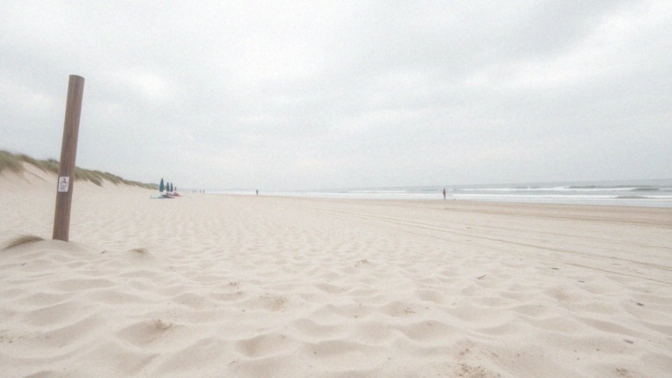 Jakie ograniczenia dotyczą wprowadzania psów na plaże?