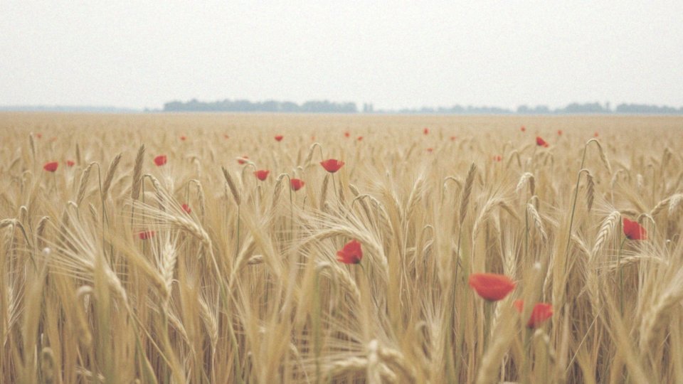 Jakie są zagrożenia związane z uprawą maku polnego?
