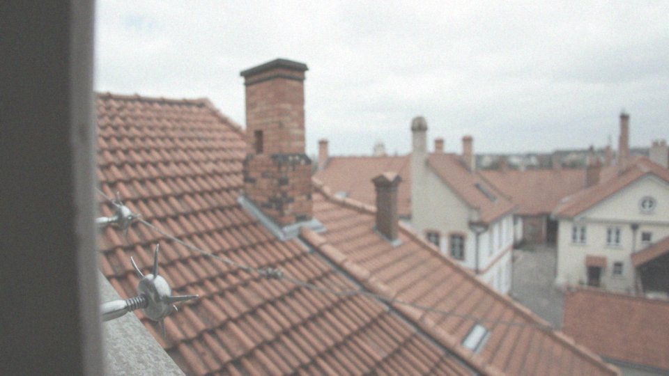 Jakie są skuteczne metody odstraszania gołębi?