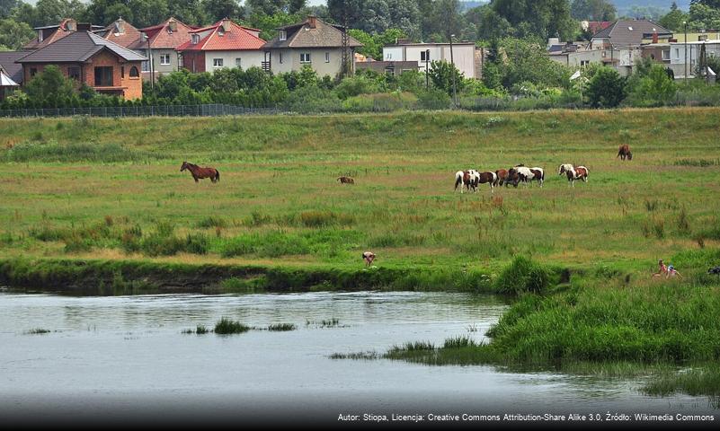 Zakanale (Gorzów Wielkopolski)